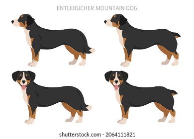 Clipart de perro de montaña Entlebucher. Postas diferentes, colores de abrigo.  Ilustración del vector