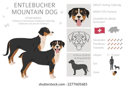 Clipart de perro de montaña Entlebucher. Postas diferentes, colores de abrigo.  Ilustración del vector