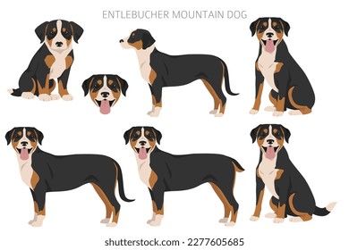 Entlebucher Mountainbike Hund Clip Art. Unterschiedliche Posen, Farben für die Fellfarbe.  Vektorgrafik