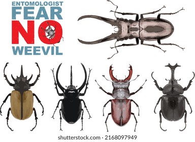 Entomologist Fear No Weevil. Set of realistic beetles on white background