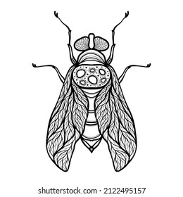 Entomology character fly. Vector illustration of beetle deer on white background. Zentangle stylized cartoon isolated on white background. Lucanus cervus. Coloring page for adult anti-stress.