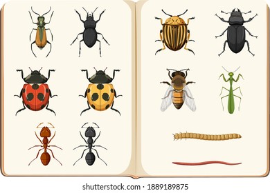 Entomology List Of Insect Collection Illustration