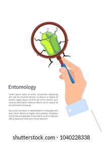 Entomology poster and text sample, entomology and hand of male with magnifying glass and beetle, bug of green color, isolated on vector illustration