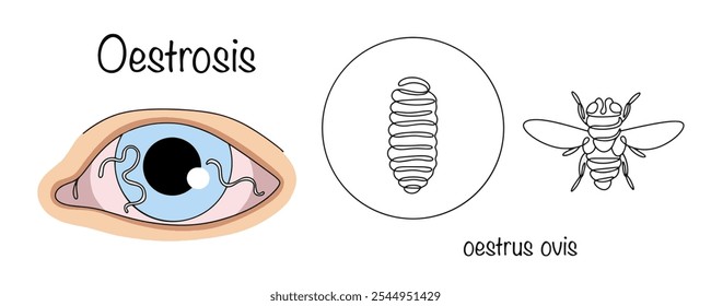 Entomosis caused by nasopharyngeal gadfly. Bodfly larvae often infect the eyes, causing ophthalmomyasis. Hand-drawn illustration on a medical theme. Oestrosis.