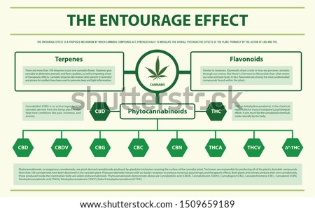 The Entourage Effect horizontal infographic illustration about cannabis as herbal alternative medicine and chemical therapy, healthcare and medical science vector.