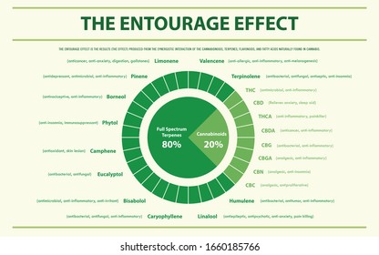 The Entourage Effect Proportion horizontal infographic illustration about cannabis as herbal alternative medicine and chemical therapy, healthcare and medical science vector.