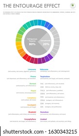 The Entourage Effect Proportion vertical business infographic illustration about cannabis as herbal alternative medicine and chemical therapy, healthcare and medical science vector.