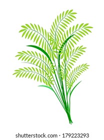 Environmental Concept, Vector Illustration of Beautiful Green Rice, Cereal Plants or Ferns Leaves Isolated on White Background. 