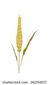 Environmental Concept, Vector Illustration of Golden Ripe Wheats with Dried Leaves Isolated on White Background. 