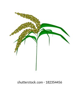 Environmental Concept, Vector Illustration of Green Unripe Millet Heads or Sorghums with Green Leaves Isolated on White Background. 