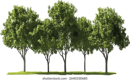 Environmental vector hardwood trees row, transparent background, landscaping, nature trees, isolated trees, green landscape, eco friendly design, sustainable, nature elements.
