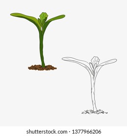 Environmentally friendly cultivated plant germination from seeds, first leaves
