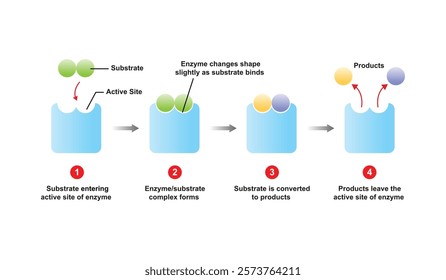 Enzyme Activity in Substrate Science Design. Vector Illustration.