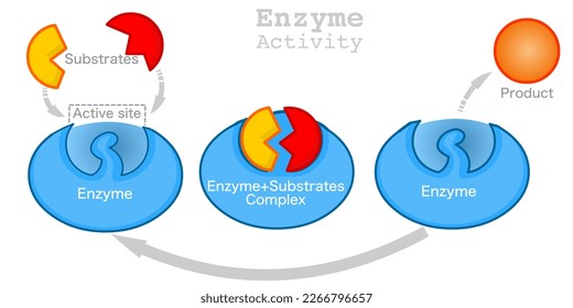 Enzyme activity work. chemical reaction function. catalytic action with substrate and product. Lock, key mechanism action. Section anatomy diagram. Complex, active site. Vector illustration