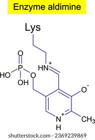 Enzyme aldimine ,fórmula .Vector ilustración