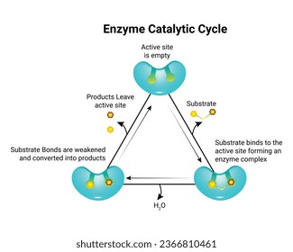 Vektorgrafik-Design der Enzyme