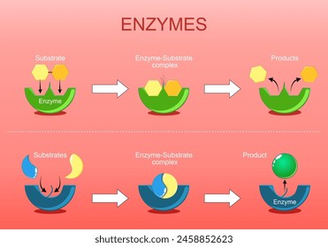 Función enzimática. Proteínas que actúan como catalizadores biológicos acelerando reacciones químicas como la síntesis o la degradación. Ilustración vectorial plana isométrica