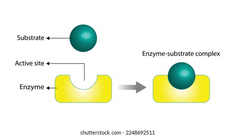 Función enzimática. sustrato, enzima, complejo enzimático-sustrato. Reacción enzimática. Diseño científico. Ilustración vectorial.