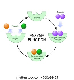 Enzyme Function. Substrate, Product, Enzyme-product Complex And Enzyme-substrate Complex. Vector Diagram For Medical, Educational And Scientific Use.