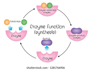 
Enzyme Function (synthesis)