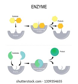 Enzyme Function. Synthesis. Substrate, Product, Enzyme-product Complex And Enzyme-substrate Complex. Vector Diagram For Medical, Educational And Scientific Use.