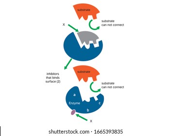 Enzyme Function. Synthesis. Substrate, Product, Enzyme-product Complex And Enzyme-substrate Complex. Vector Diagram For Medical, Educational And Scientific Use.