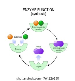 Enzyme Function. Synthesis. Substrate, Product, Enzyme-product Complex And Enzyme-substrate Complex. Vector Diagram For Medical, Educational And Scientific Use.