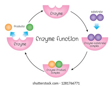 Enzyme Function  Vector