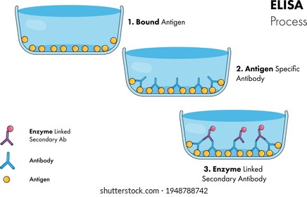 Enzyme Linked Immuno Sorbent Assay Mechanism And Process, Sandwich Elisa. Vector.  