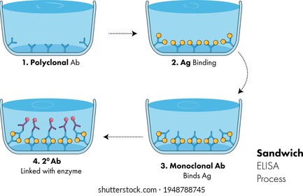 Enzyme Linked Immuno Sorbent Assay Mechanism And Process, Sandwich Elisa. Vector.  