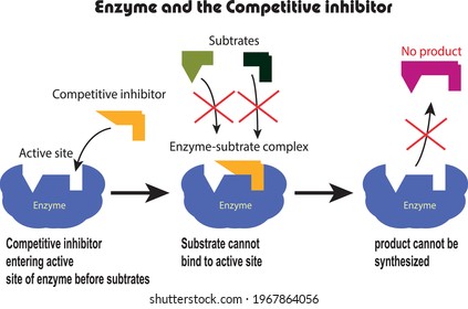 Enzyme, Substrate And Competitive Inhibitor