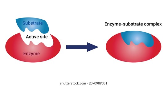 Enzyme Substrate Complex Diagram. Educational And Scientific Use