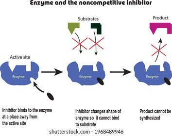 Enzyme Substrate And Noncompetitive Inhibition Of A Reaction