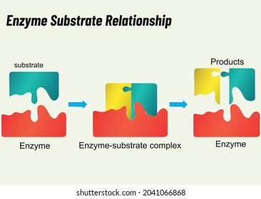 Enzyme Substrate Relationship. Biology Shape Vector