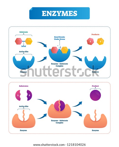 Enzyme Diagram Labeled