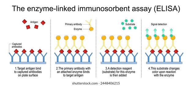 Enzym-gebundener Immunosorbentest. Die Schritte eines Sandwich-ELISA-Tests zum Nachweis von Antigen. Immunoassay Antikörpernachweis. Vektorillustration isoliert auf weißem Hintergrund.