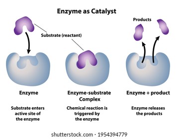 Enzymes As Catalysts In Chemical Reaction. Substrate Reactants Enter Active Site Of Enzyme. Chemical Reaction Creates Products.