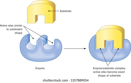 Enzymes Fitted To Substrates