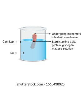 Enzymes (Whole meat, meat, ground meat)