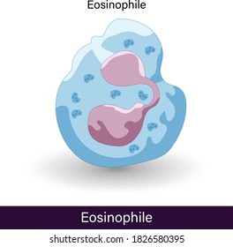 Eosinophil Structure Vector Illustration In White Background