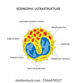 EOSINOPHIL ULTRASTRUCTURE (eosinophil seen under the electron microscope)