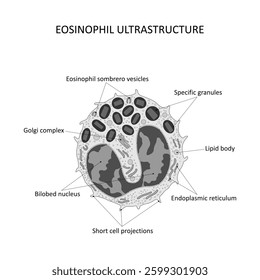 EOSINOPHIL ULTRASTRUCTURE (eosinophil seen under the electron microscope)