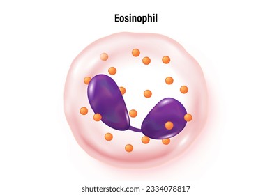Eosinophil vector. Type of white blood cell. Blood cell types. Leukocyte. Medical education.