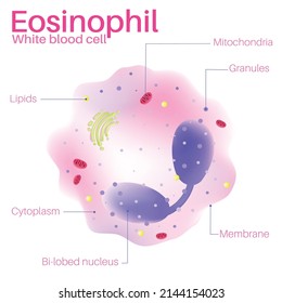 Eosinophil Are White Blood Cells.