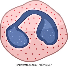 eosinophils