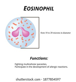 Eosinophils Stock Vectors, Images & Vector Art | Shutterstock