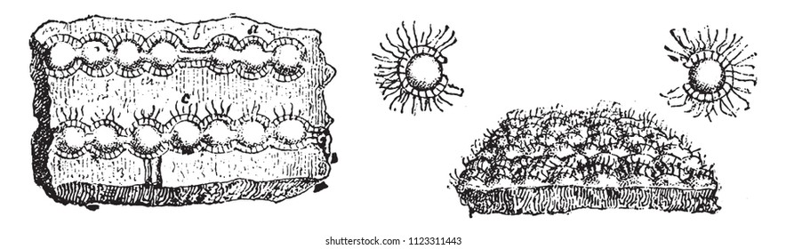 Eozoon Canadense, Rhizopode foraminifera, the oldest known fossil, vintage engraved illustration. From Natural Creation and Living Beings.
