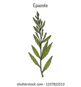 Epazote (Dysphania ambrosioides), or wormseed, mexican tea, culinary and medicinal plant. Hand drawn vector botanical illustration