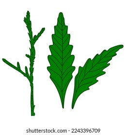 epazote leaf vector icon colour
