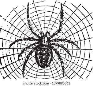 Epeira Diadema is a genus of spiders and the type of a family called Epeirdae, vintage line drawing or engraving illustration.